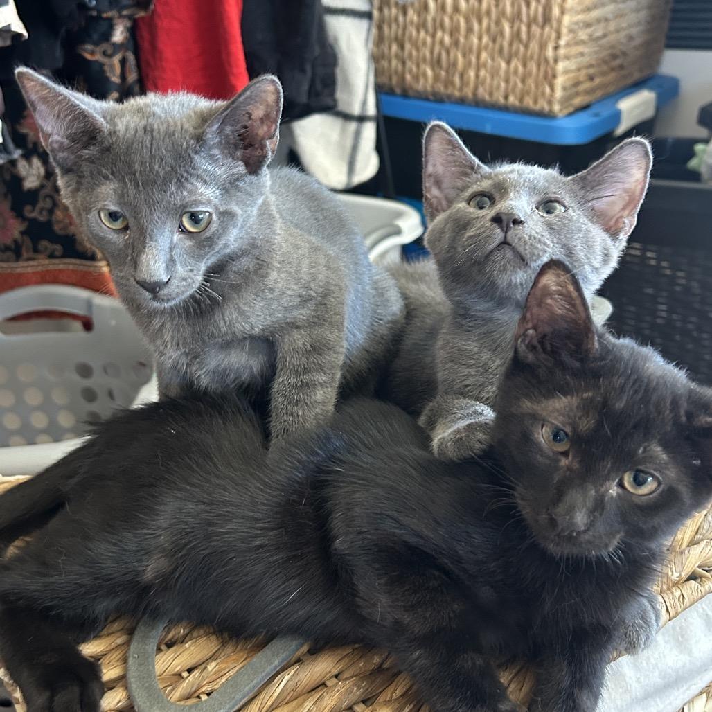 Enlarge Zoloft, a Adoptable Domestic Short Hair in Yucca Valley, CA image 1/6