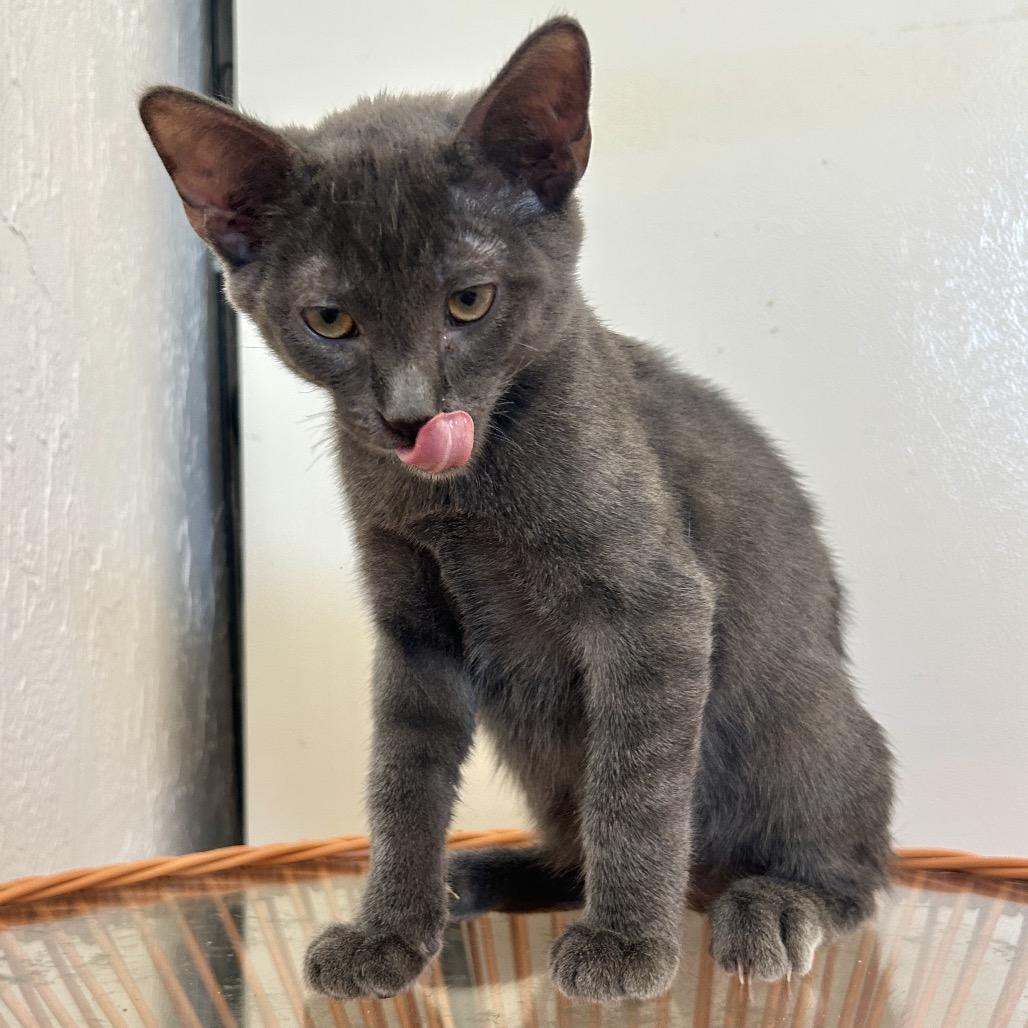Enlarge Zoloft, a Adoptable Domestic Short Hair in Yucca Valley, CA image 2/6