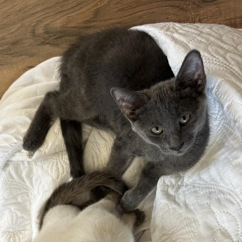 Enlarge Zoloft, a Adoptable Domestic Short Hair in Yucca Valley, CA image 3/6