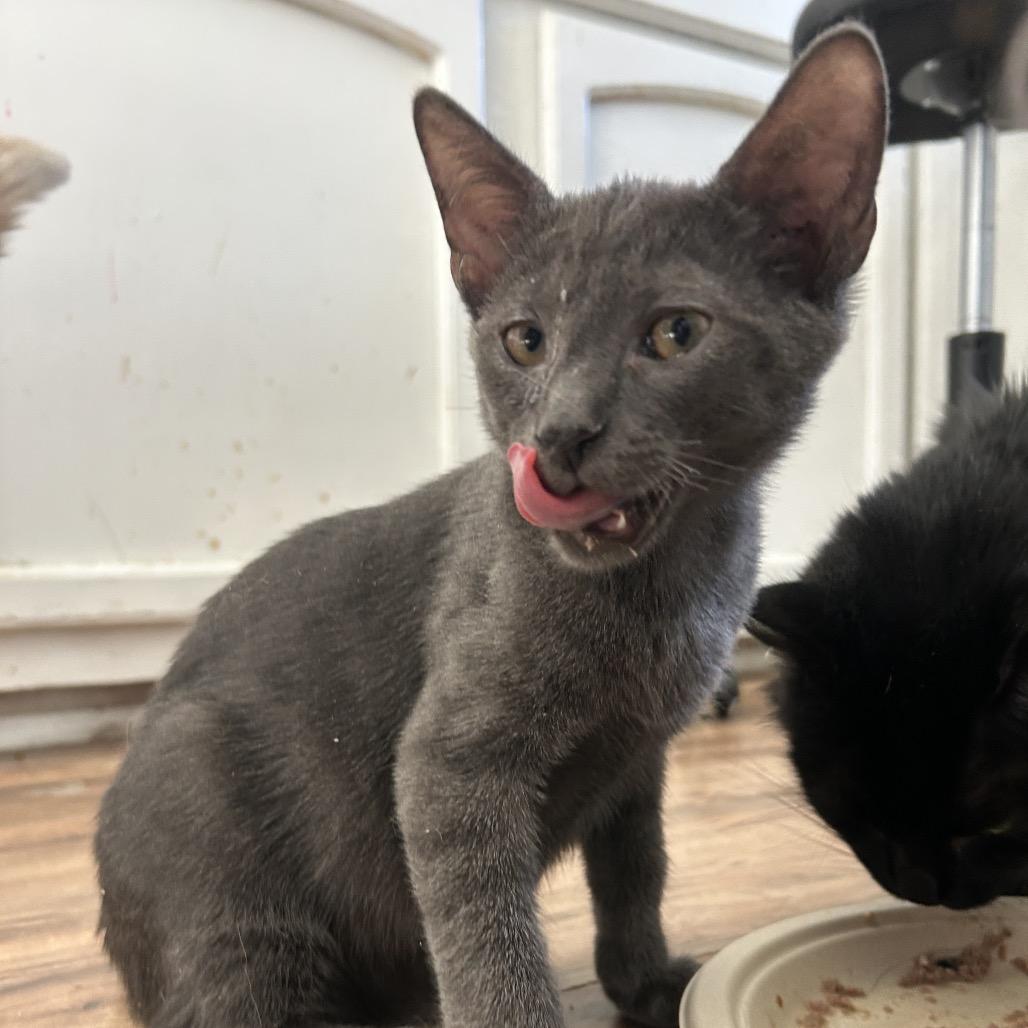 Enlarge Zoloft, a Adoptable Domestic Short Hair in Yucca Valley, CA image 6/6