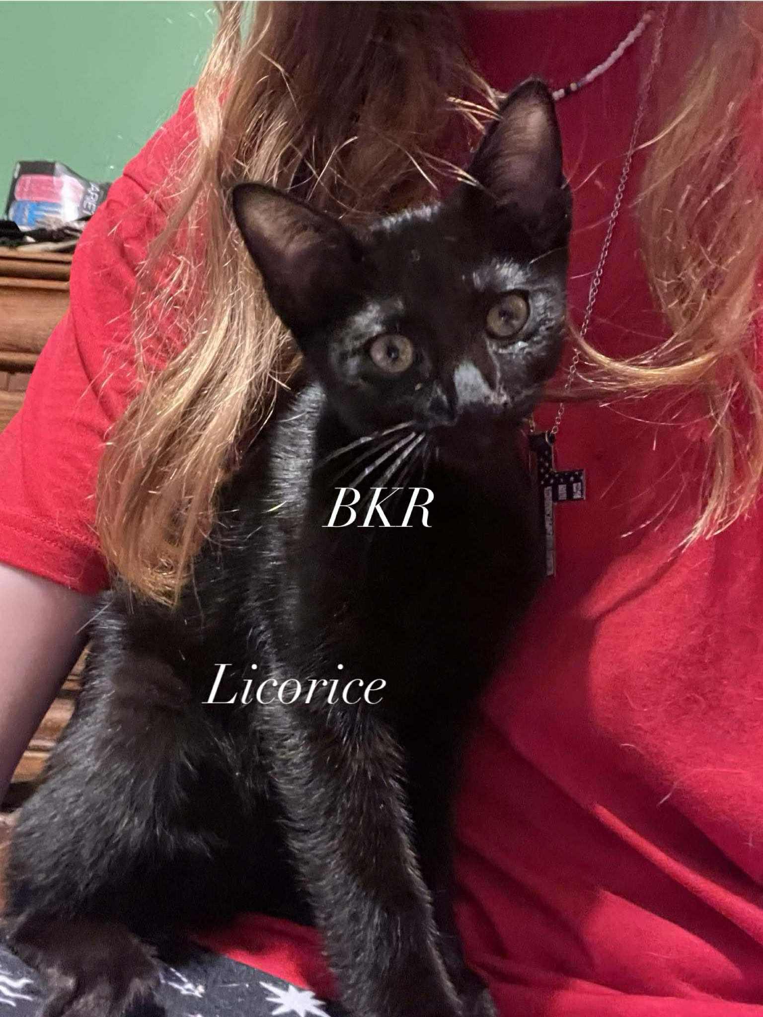 Enlarge Licorice Pea, a Adoptable American Shorthair in Charlotte, NC image 1/1