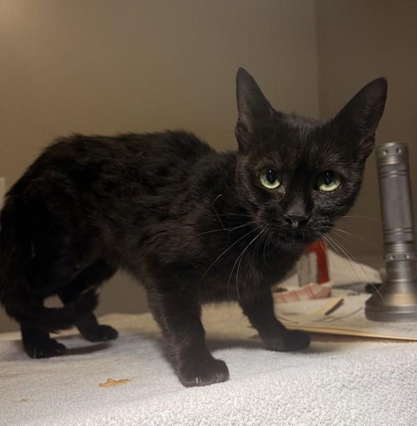 Enlarge Mazzy Star, a Adoptable mixed breed in Oakland, CA image 1/1
