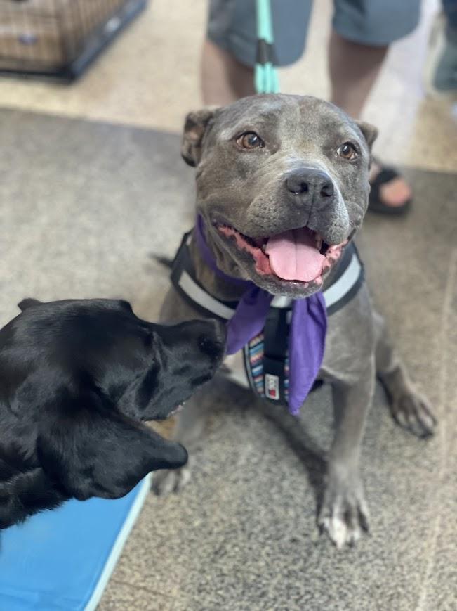 Enlarge Mildred, a ADOPTABLE mixed breed in Jackson, MS image 1/6