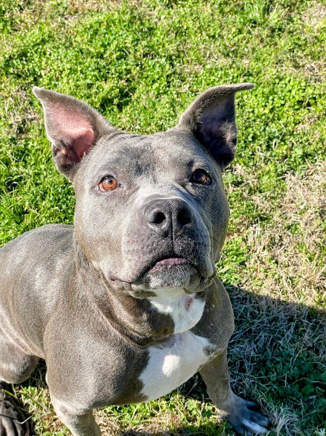 Enlarge Mildred, a ADOPTABLE mixed breed in Jackson, MS image 2/6