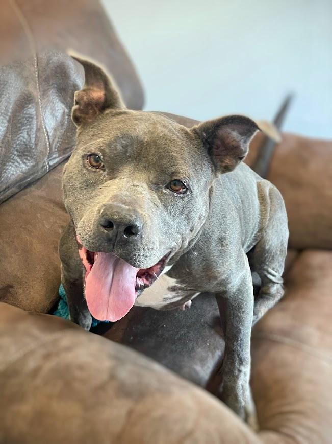 Enlarge Mildred, a ADOPTABLE mixed breed in Jackson, MS image 4/6