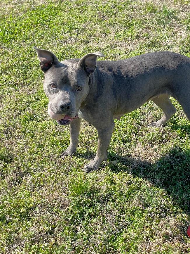 Enlarge Mildred, a ADOPTABLE mixed breed in Jackson, MS image 3/6