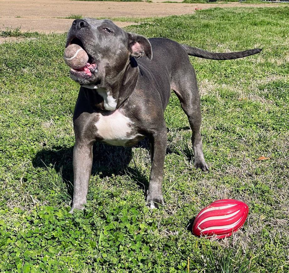 Enlarge Mildred, a ADOPTABLE mixed breed in Jackson, MS image 6/6