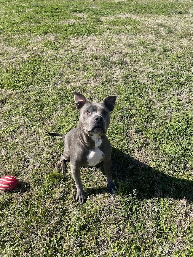 Enlarge Mildred, a ADOPTABLE mixed breed in Jackson, MS image 5/6