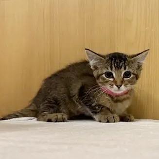 Wendy, Adoptable, Kitten Female American Shorthair.