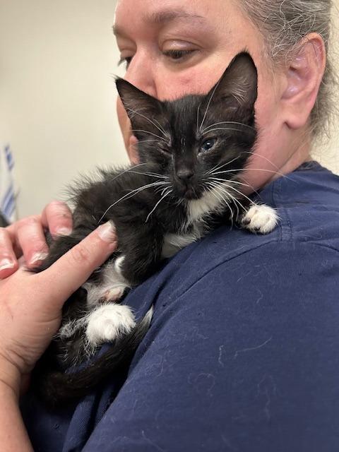 Lacey (NEED PHOTO), Adoptable, Young Female Domestic Medium Hair.