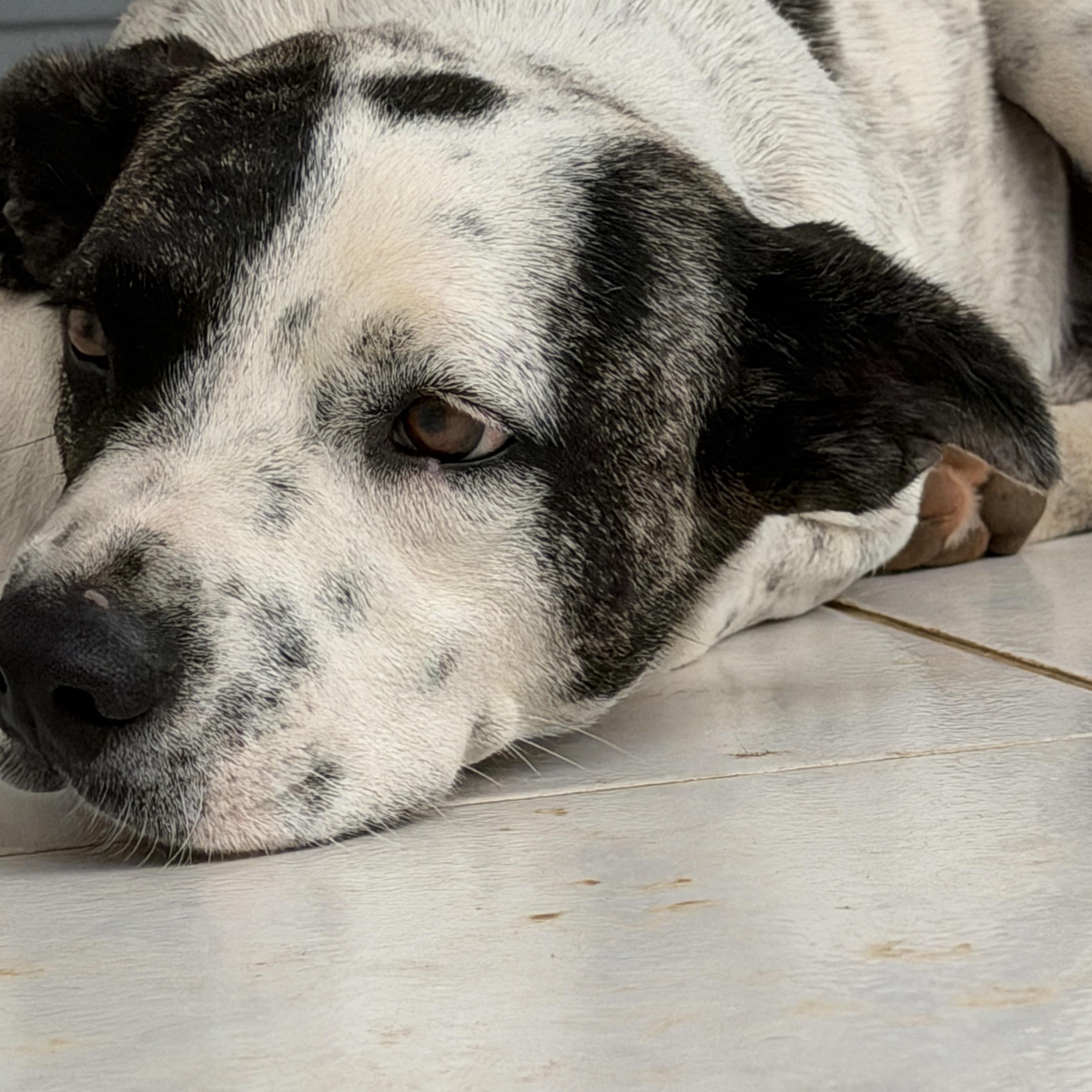Domino, a ADOPTABLE mixed breed in Glen Rock, NJ image 5/6