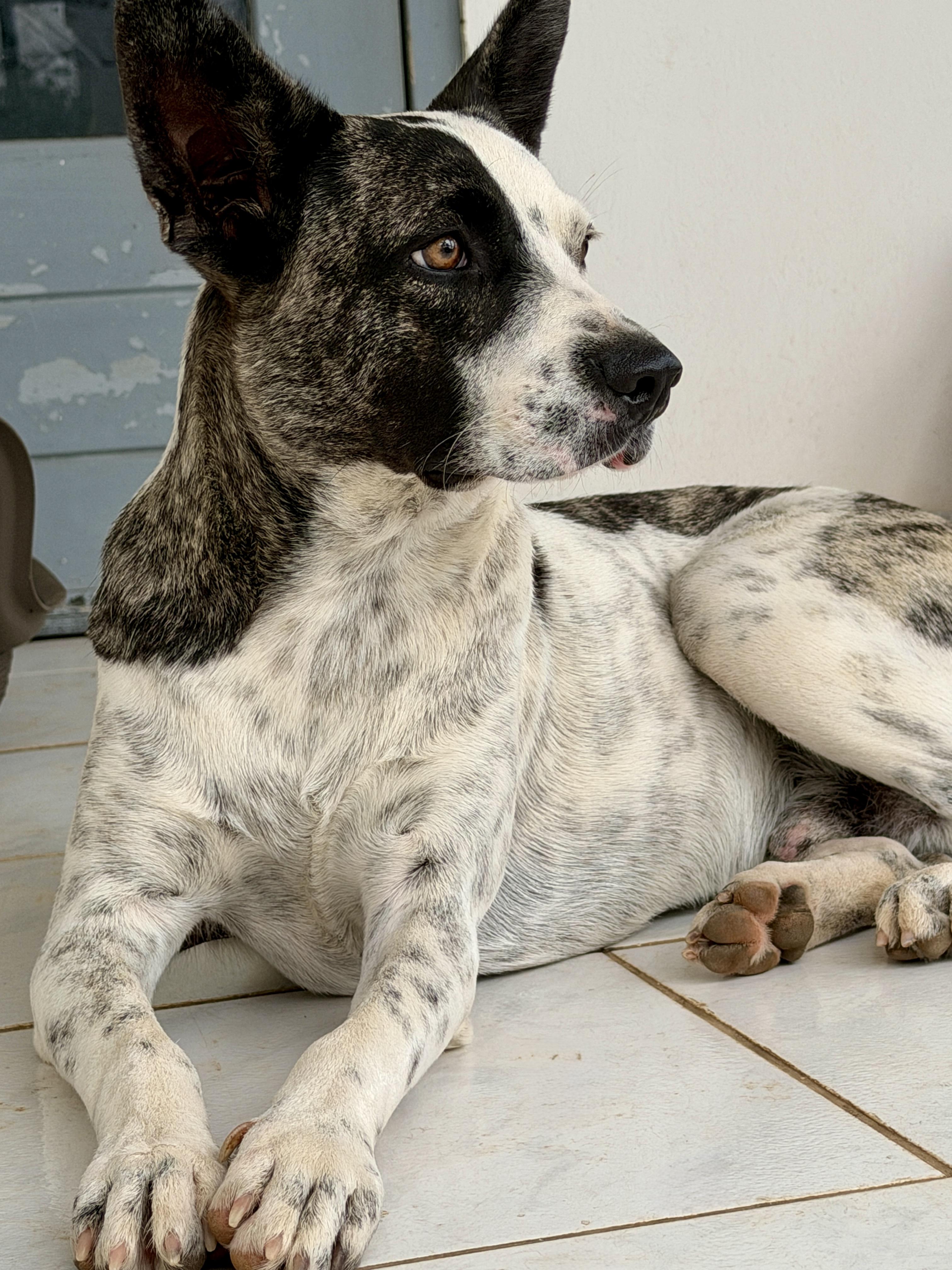 Domino, a ADOPTABLE mixed breed in Glen Rock, NJ image 2/6