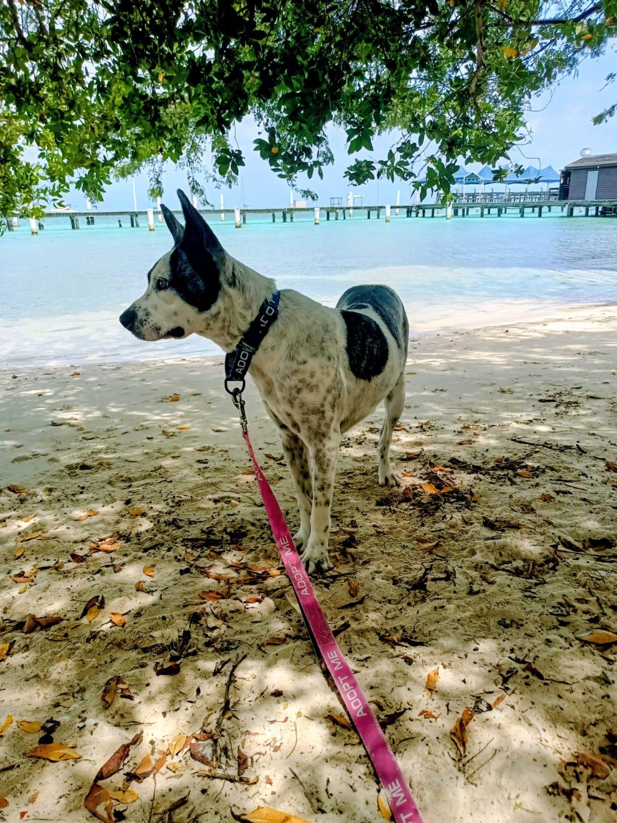 Domino, ADOPTABLE, Young Male Australian Cattle Dog / Blue Heeler.