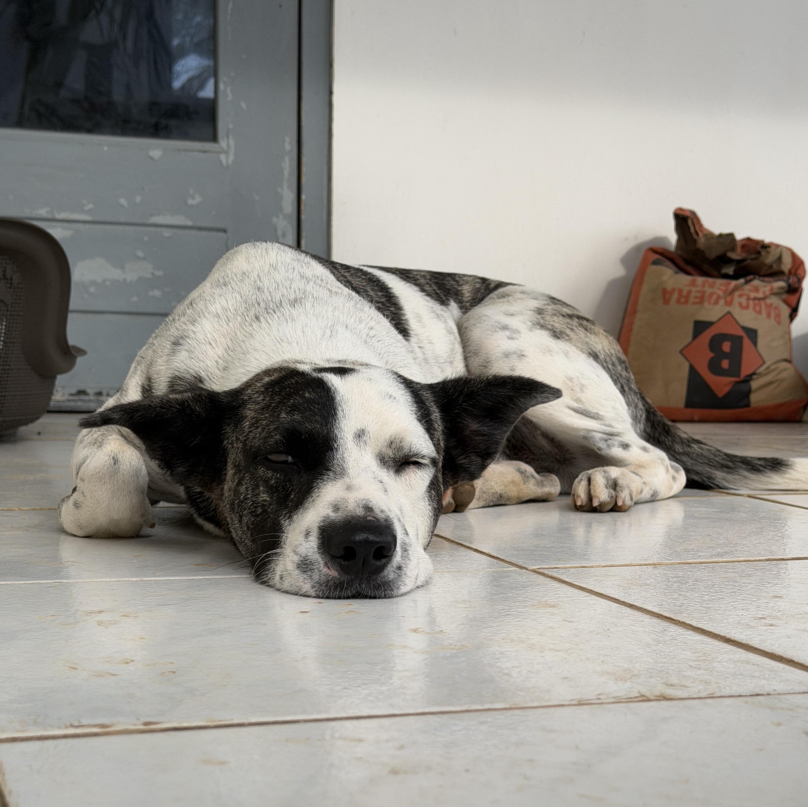 Domino, a ADOPTABLE mixed breed in Glen Rock, NJ image 3/6