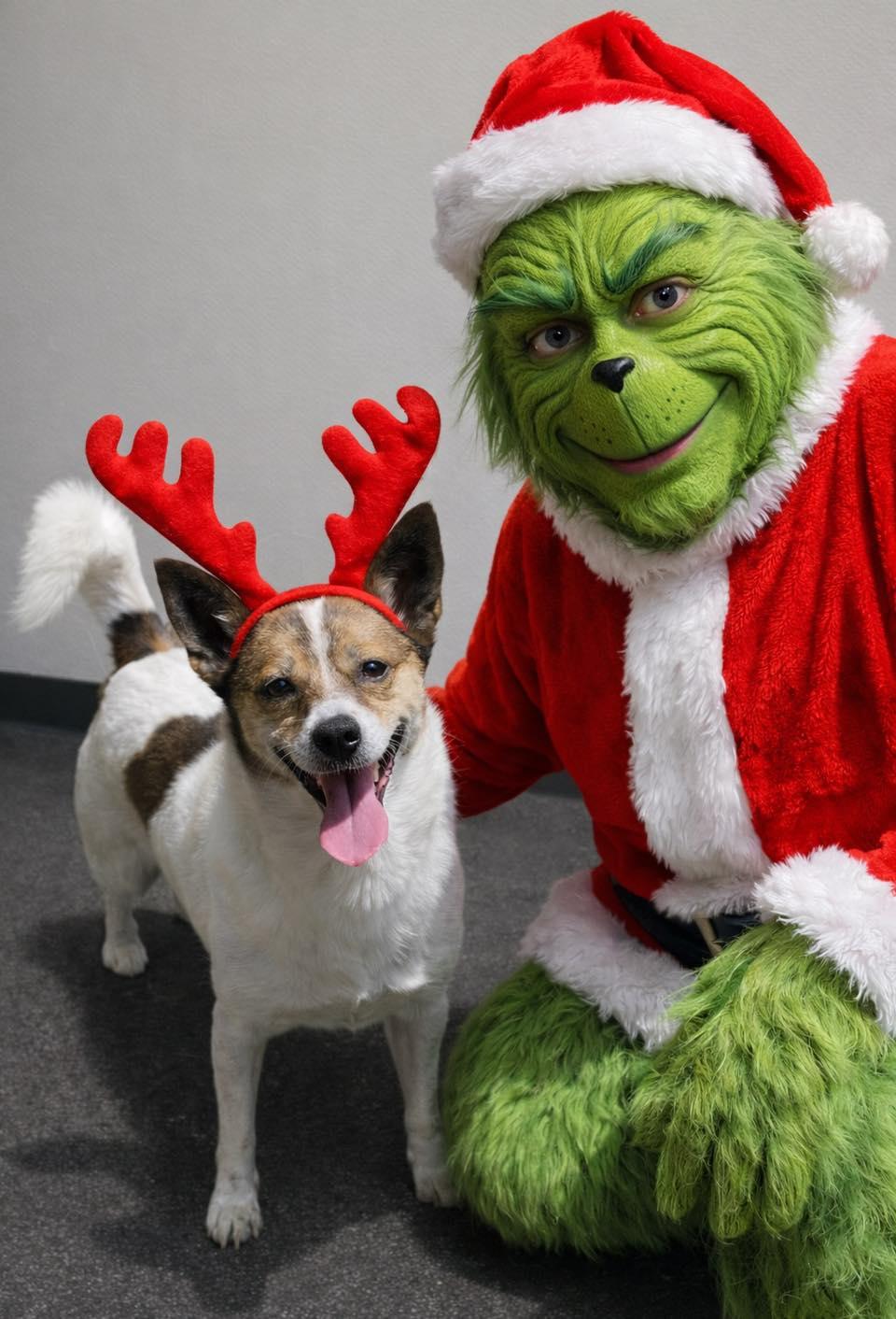 Angelica, ADOPTABLE, Adult Female Jack Russell Terrier.