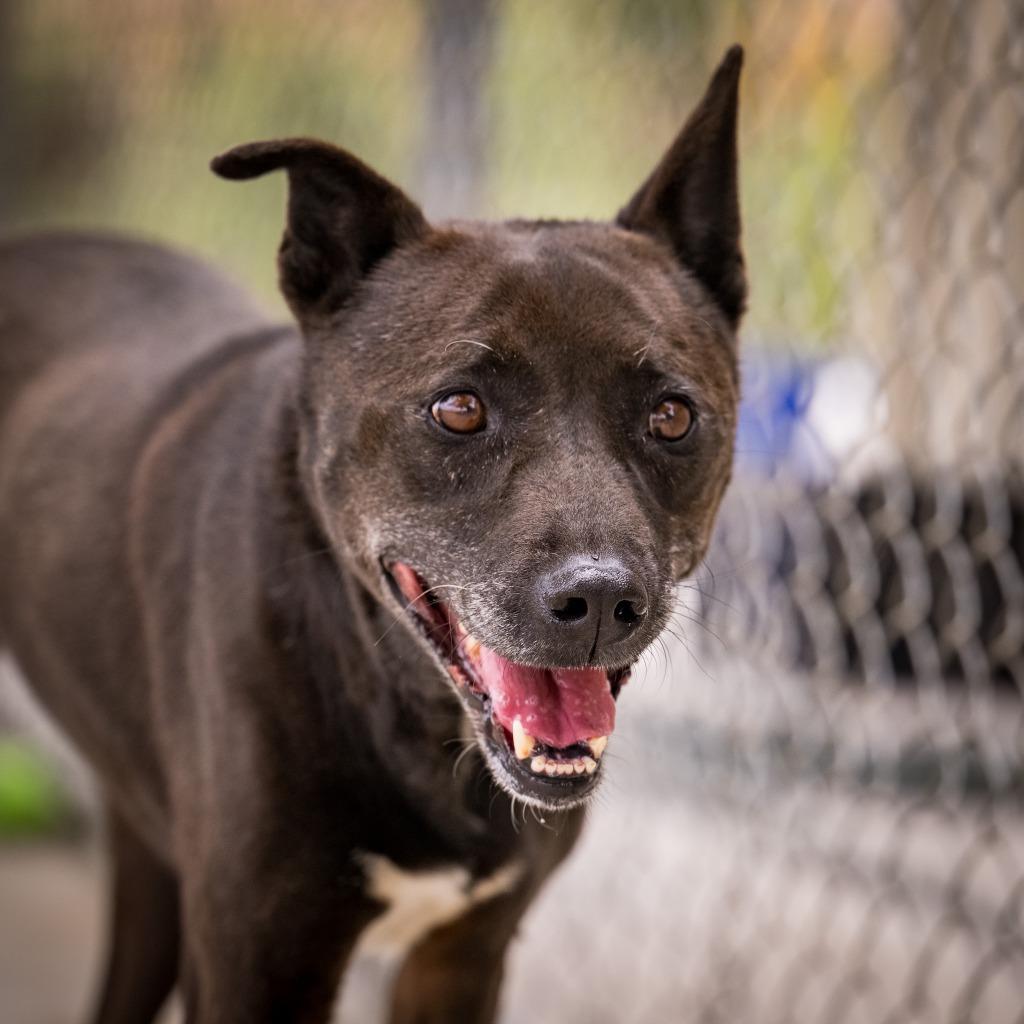 Enlarge Gong- Ju, a Adoptable mixed breed in Twentynine Palms, CA image 1/5