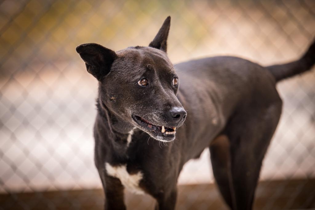 Enlarge Gong- Ju, a Adoptable mixed breed in Twentynine Palms, CA image 2/5