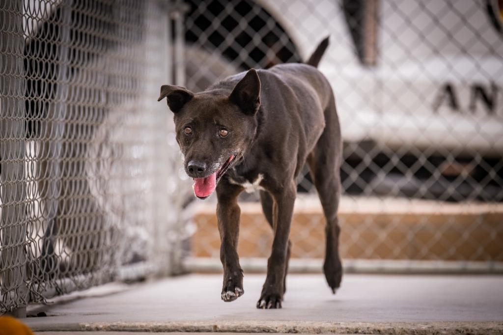 Enlarge Gong- Ju, a Adoptable mixed breed in Twentynine Palms, CA image 3/5