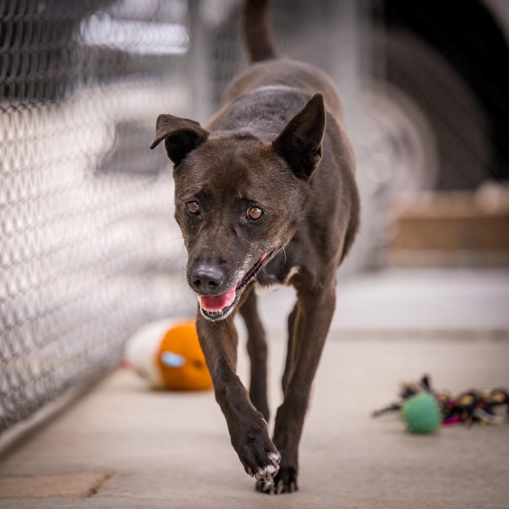 Enlarge Gong- Ju, a Adoptable mixed breed in Twentynine Palms, CA image 4/5