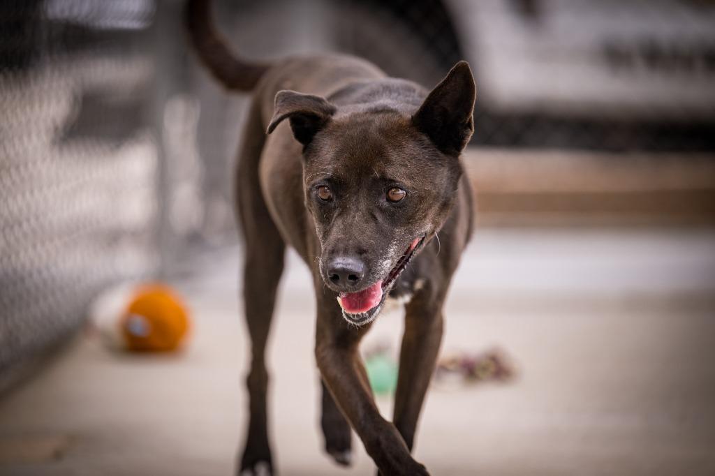 Enlarge Gong- Ju, a Adoptable mixed breed in Twentynine Palms, CA image 5/5