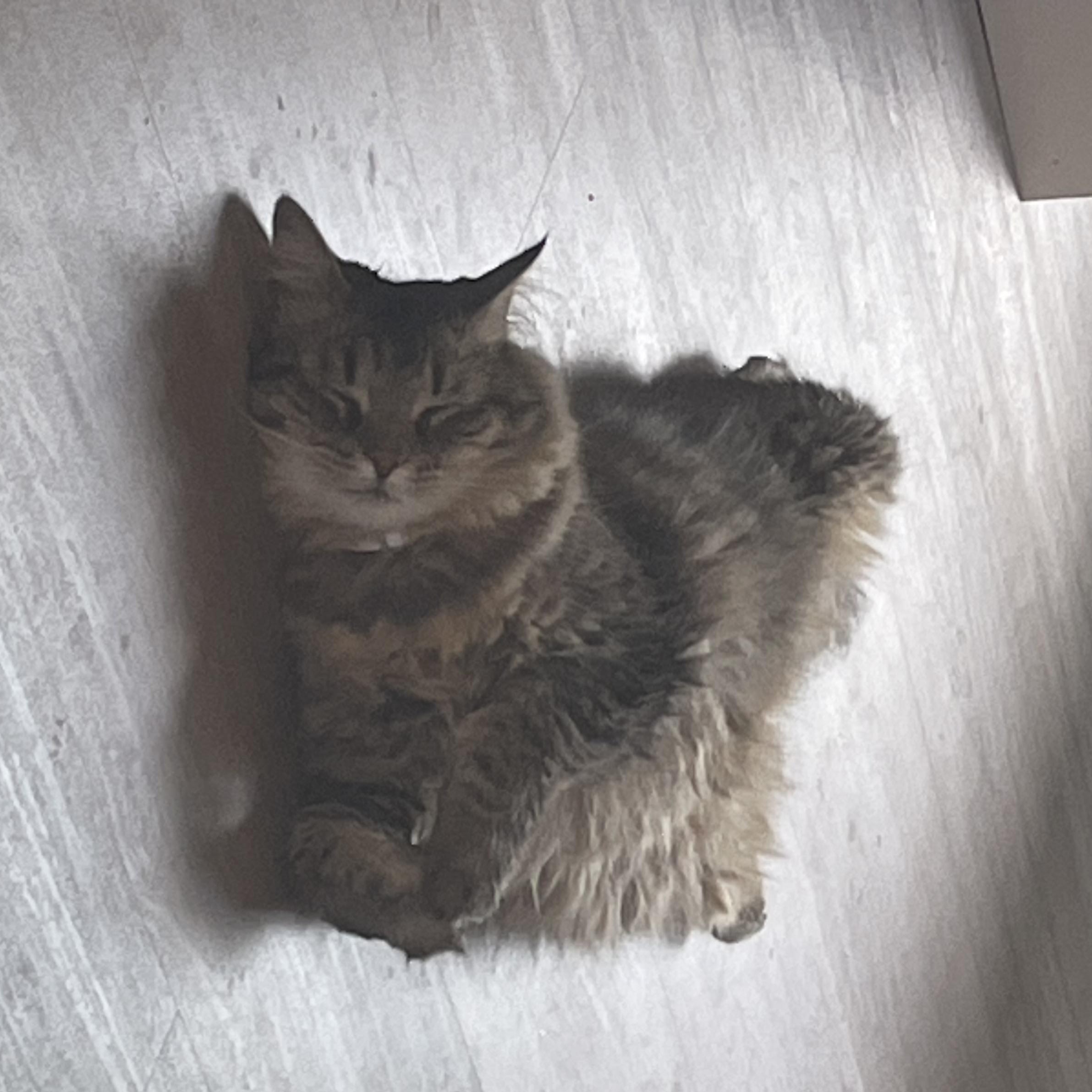 Enlarge Dumbo, a Adopted Domestic Medium Hair in Galloway, NJ image 1/5