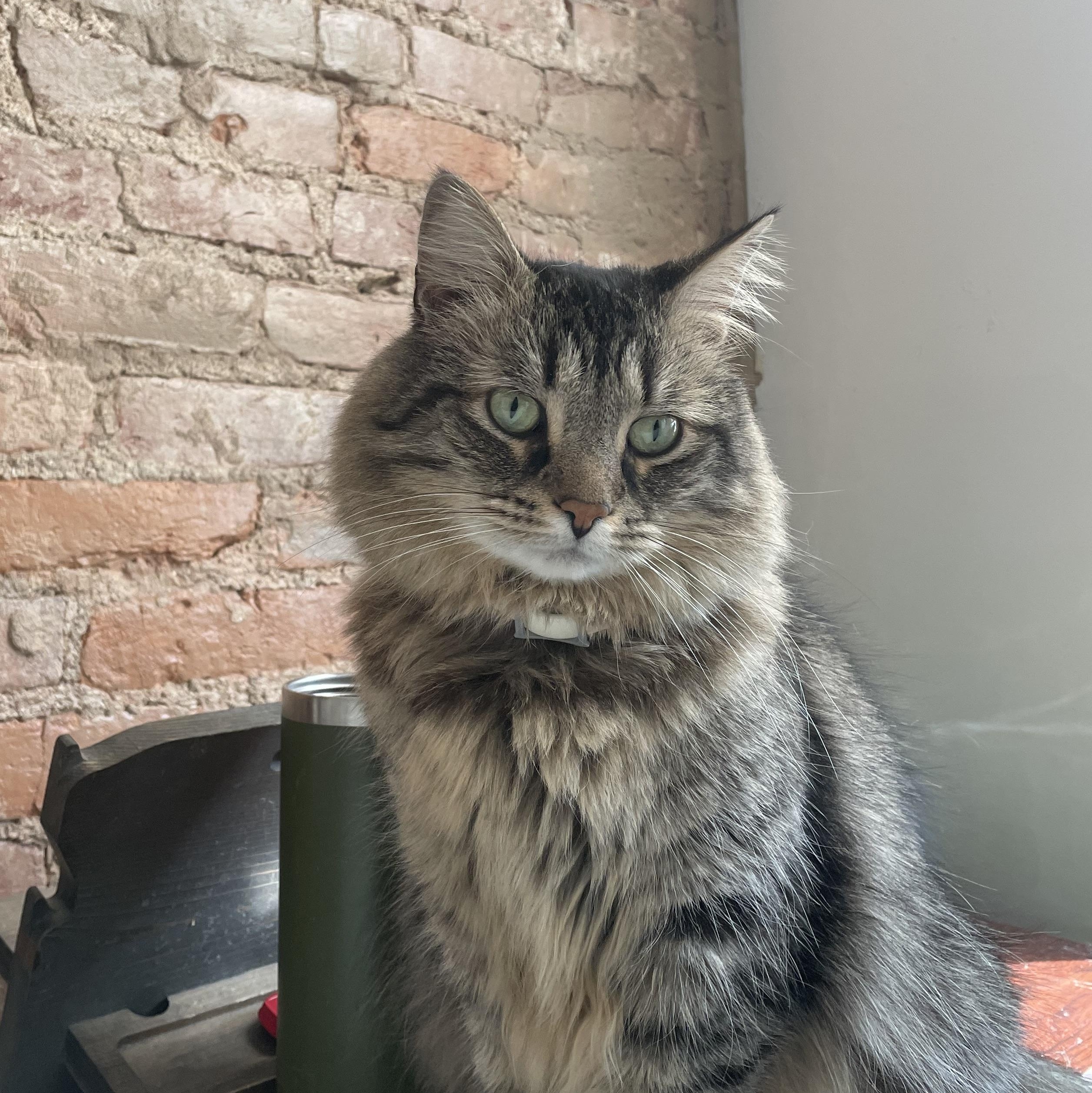 Enlarge Dumbo, a Adopted Domestic Medium Hair in Galloway, NJ image 2/5