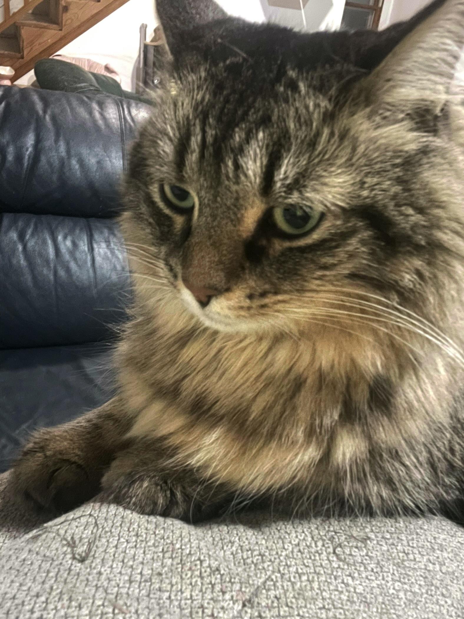 Enlarge Dumbo, a Adopted Domestic Medium Hair in Galloway, NJ image 3/5