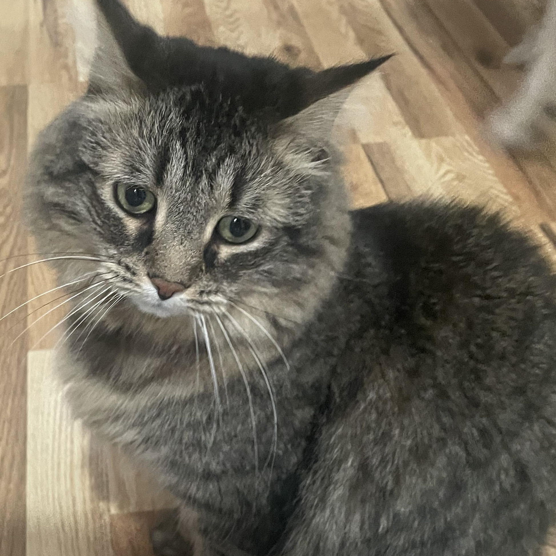 Enlarge Dumbo, a Adopted Domestic Medium Hair in Galloway, NJ image 4/5