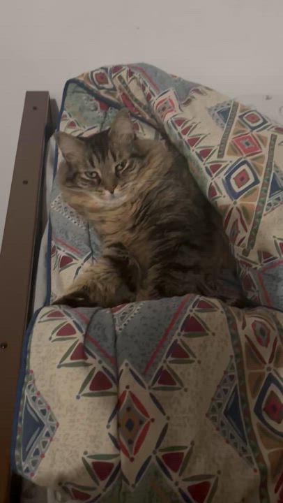 Enlarge Dumbo, a Adopted Domestic Medium Hair in Galloway, NJ video 5/5