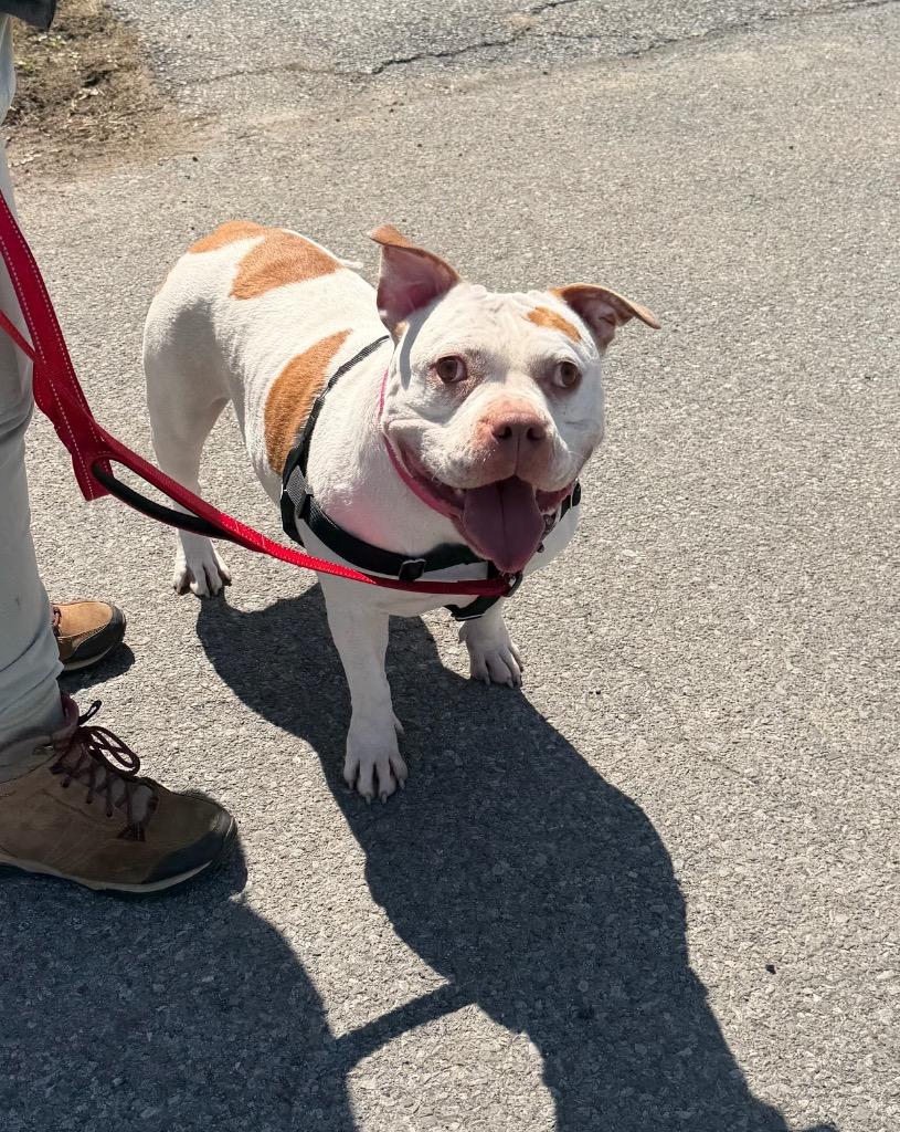 Enlarge Zerabi, a Adoptable mixed breed in Hyde Park, NY image 2/3