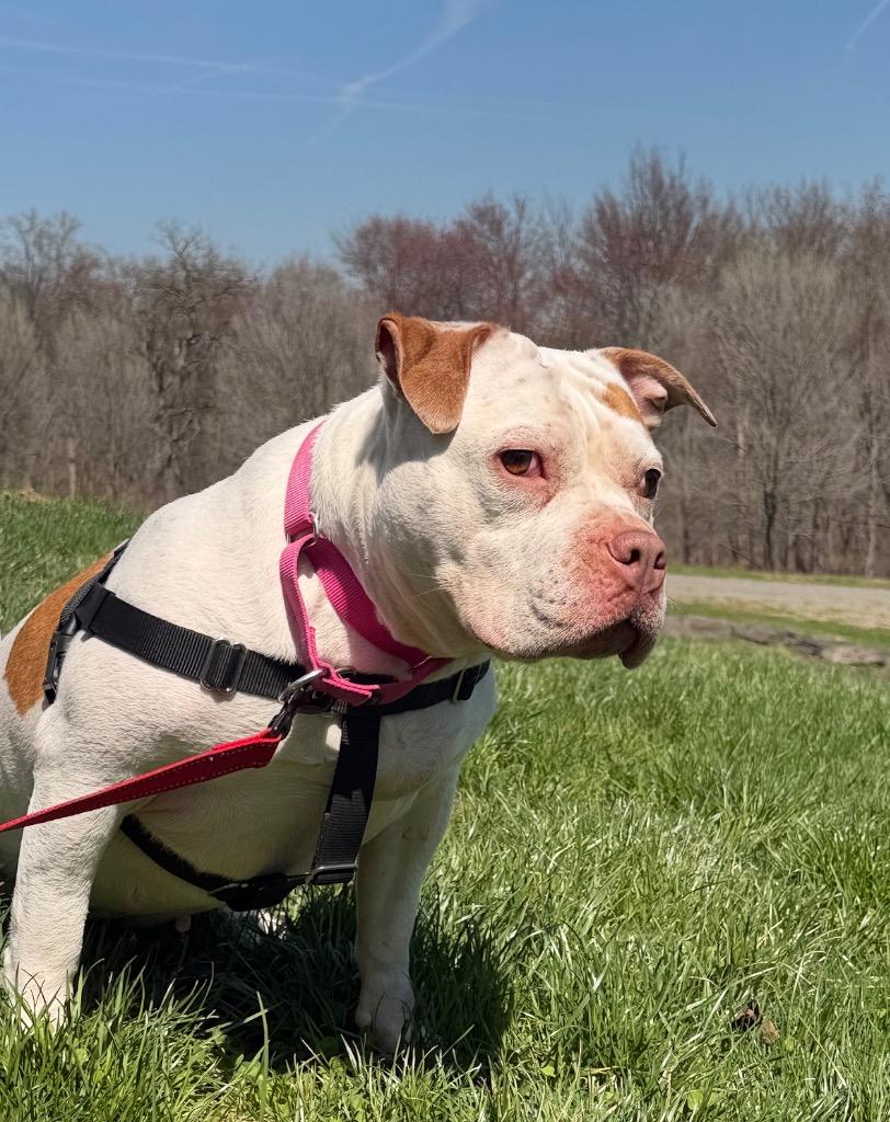 Enlarge Zerabi, a Adoptable mixed breed in Hyde Park, NY image 2/3