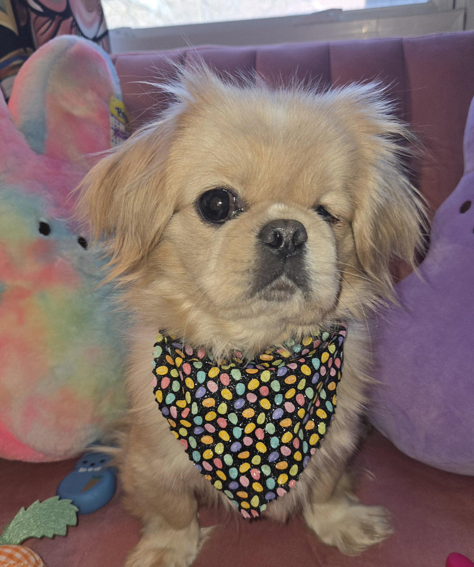 Enlarge Winky, a Adoptable Pekingese in Council Bluffs, IA image 1/3