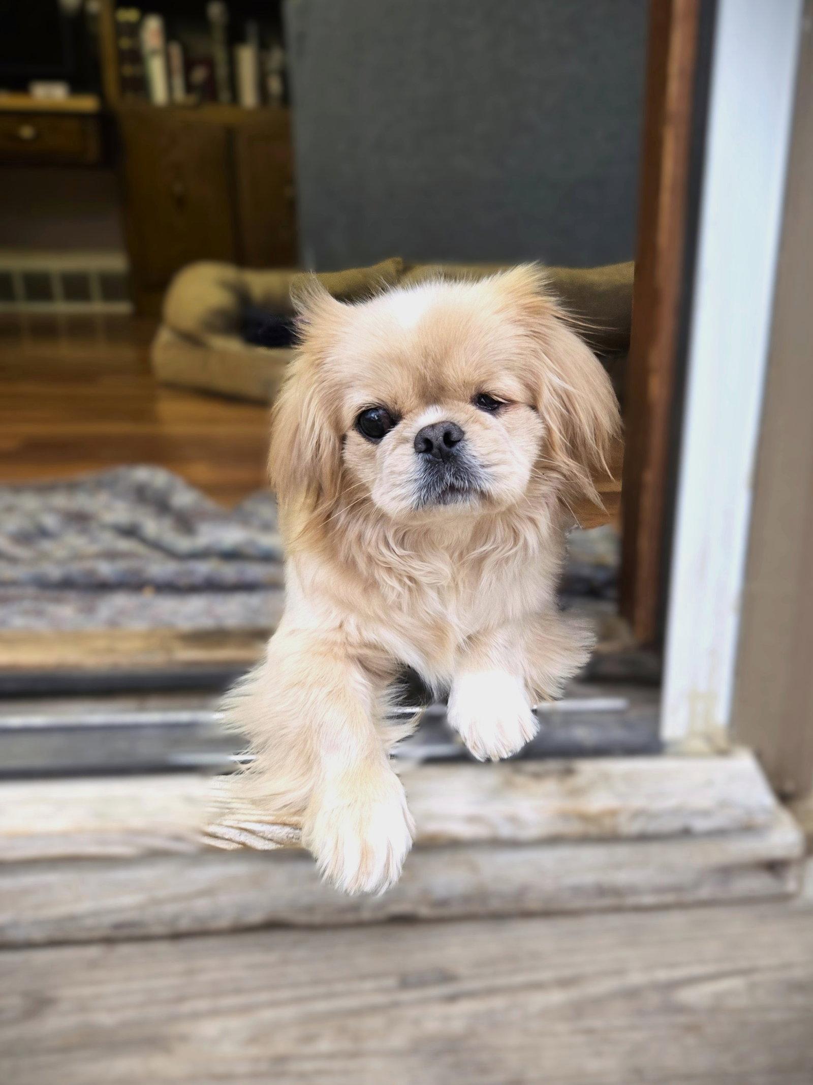 Enlarge Winky, a Adoptable Pekingese in Council Bluffs, IA image 2/3