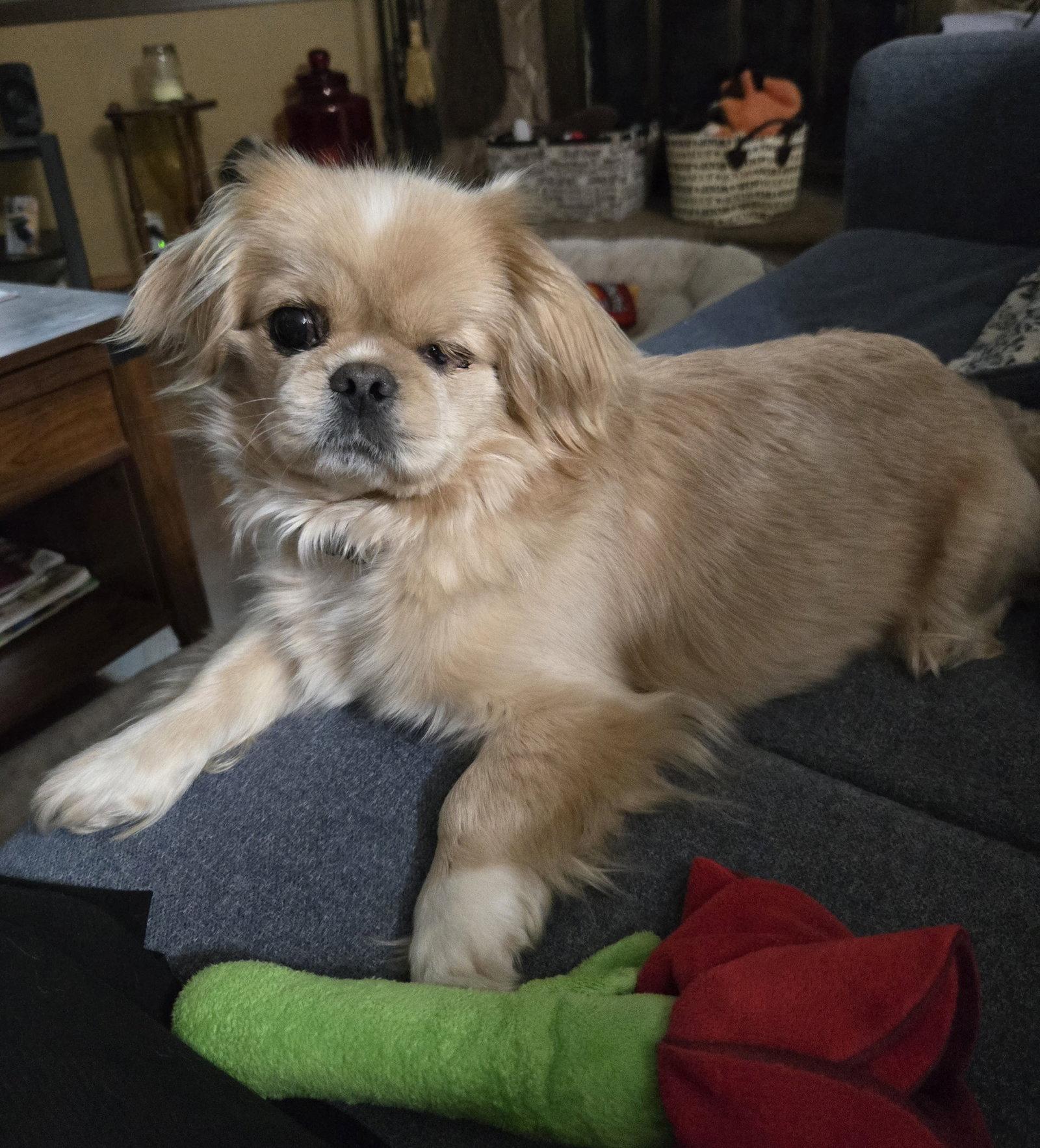 Enlarge Winky, a Adoptable Pekingese in Council Bluffs, IA image 3/3