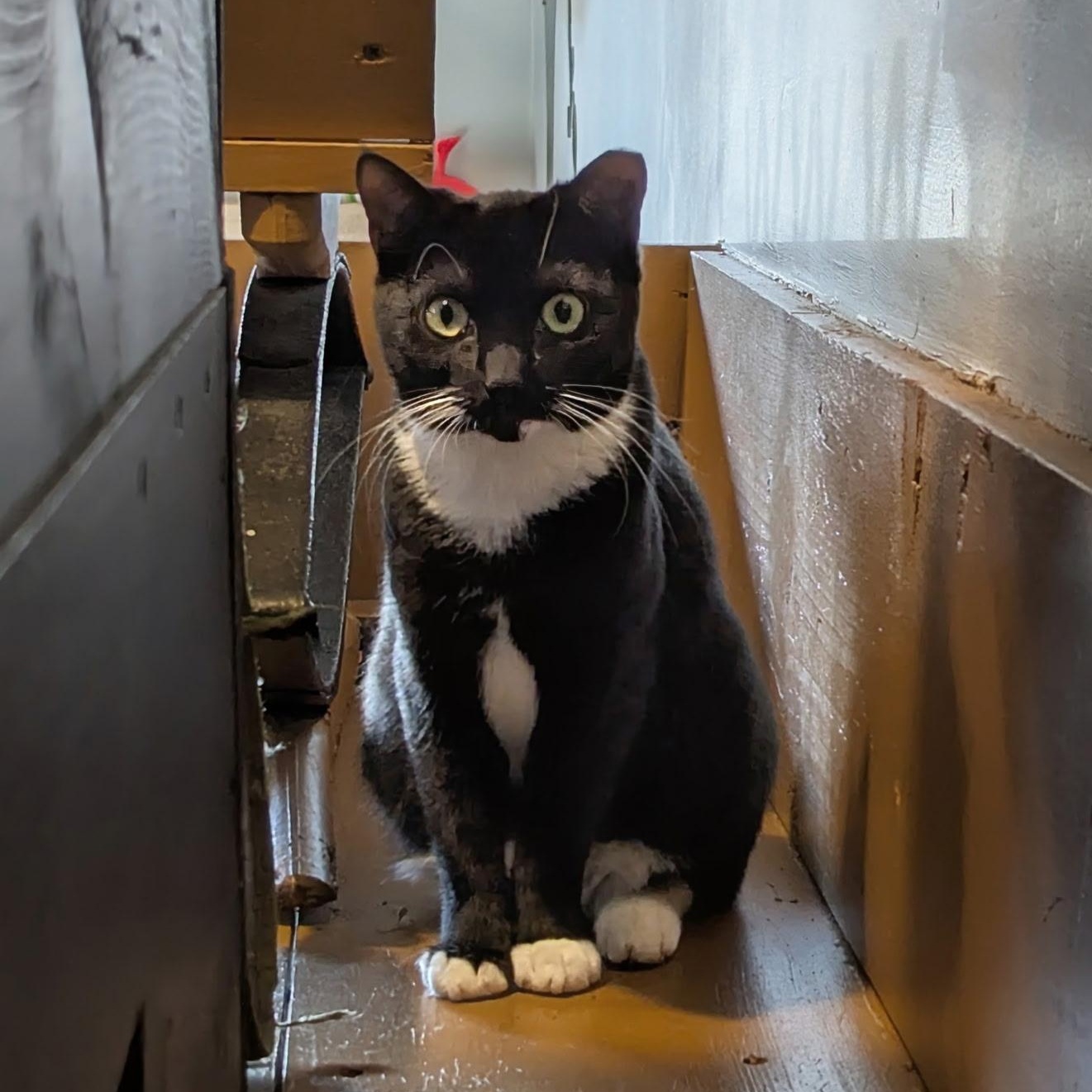 MIA, Adoptable, Kitten Female Domestic Short Hair.