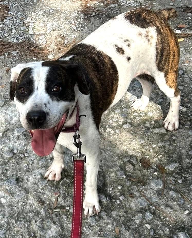 Enlarge Luna, a Adoptable mixed breed in Savannah, GA image 1/3