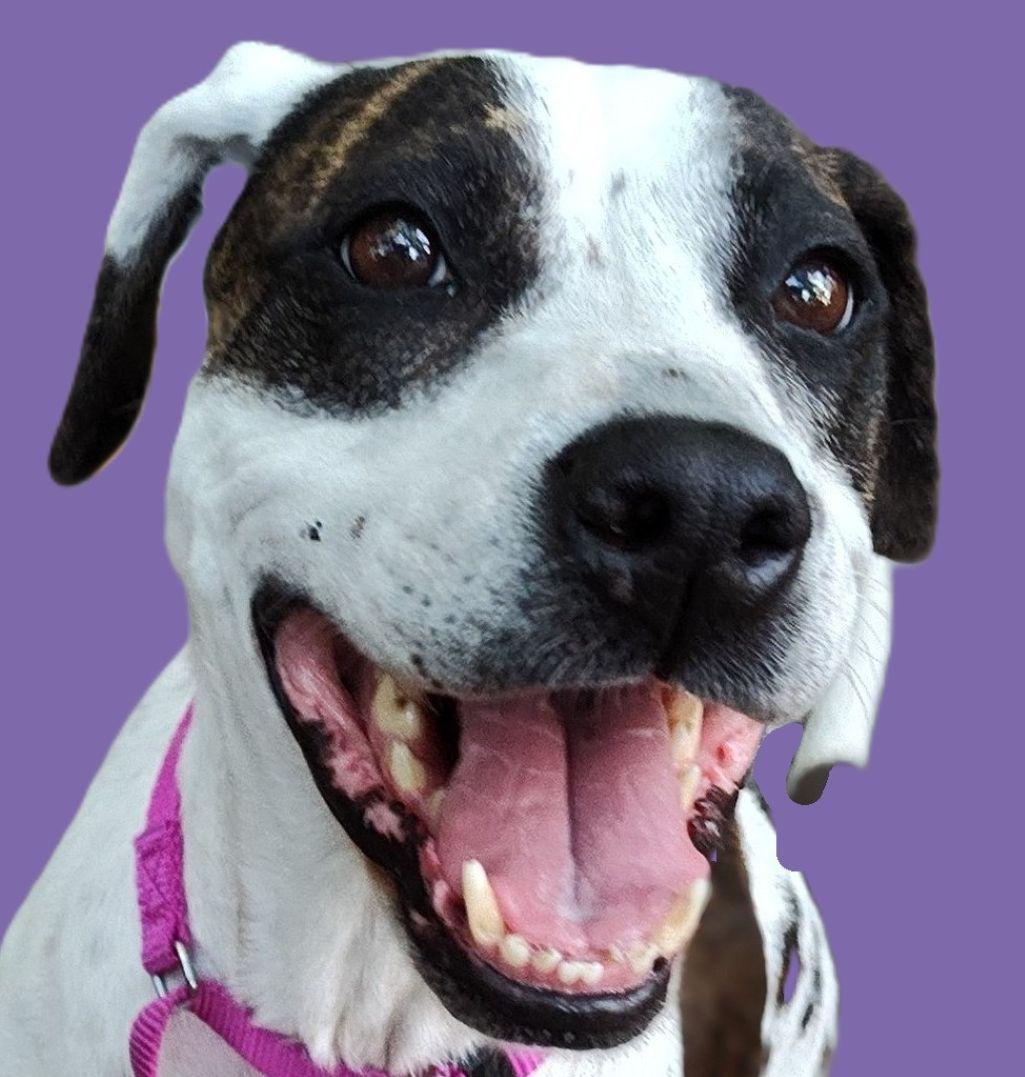 Luna, Adoptable, Adult Female American Staffordshire Terrier & Pit Bull Terrier.