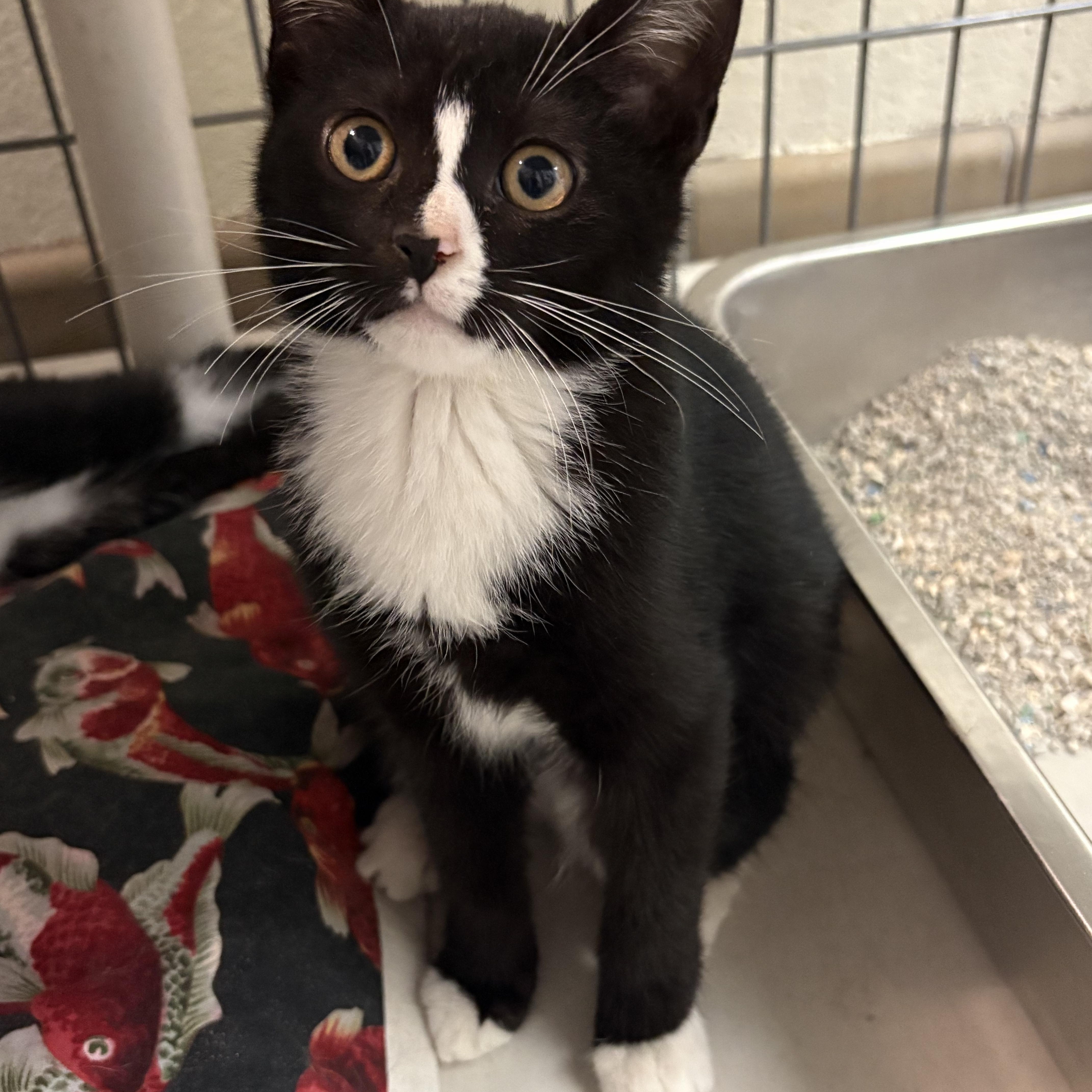 Maggie, Adoptable, Kitten Female Domestic Short Hair.