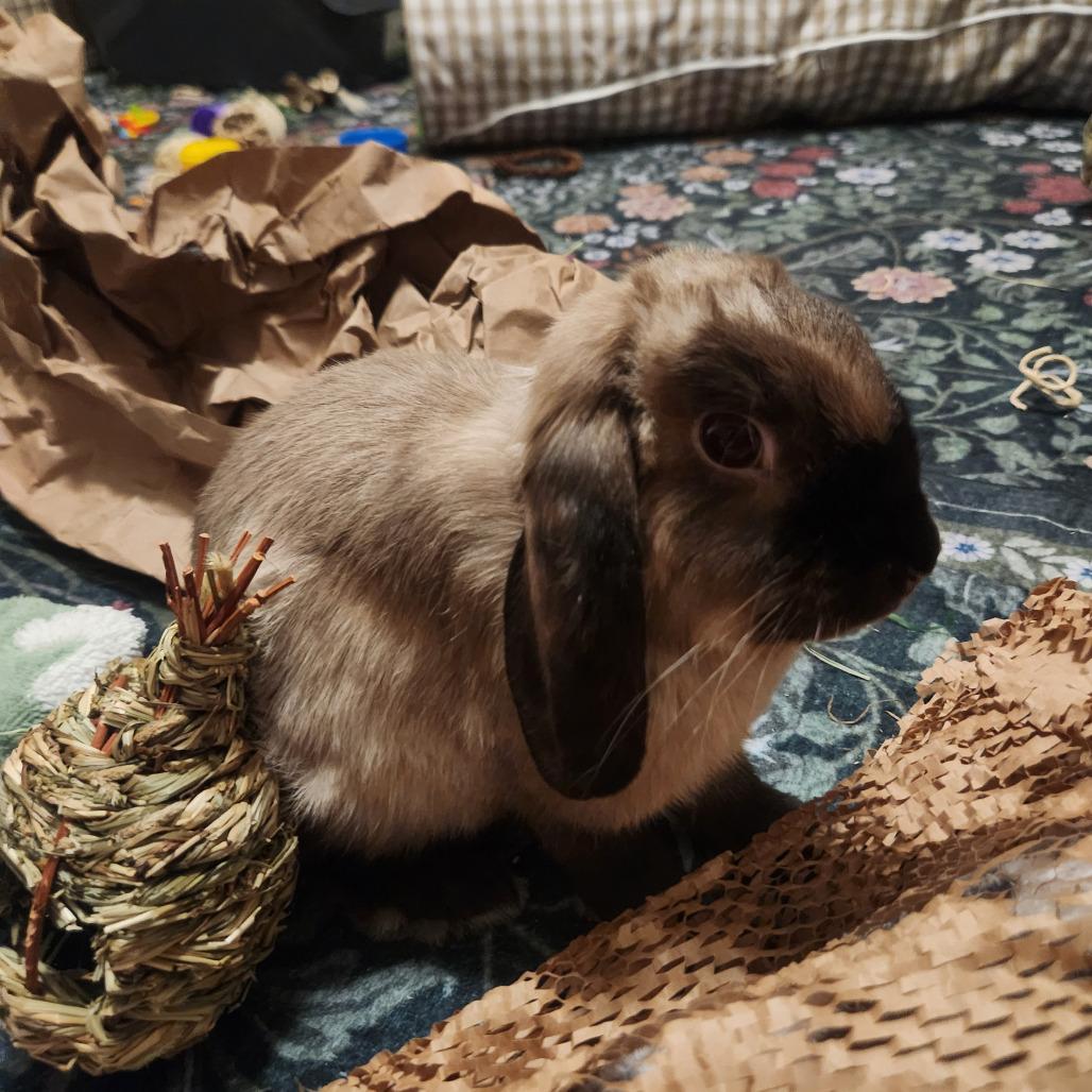 SamWise, Adoptable, Young Male Holland Lop.
