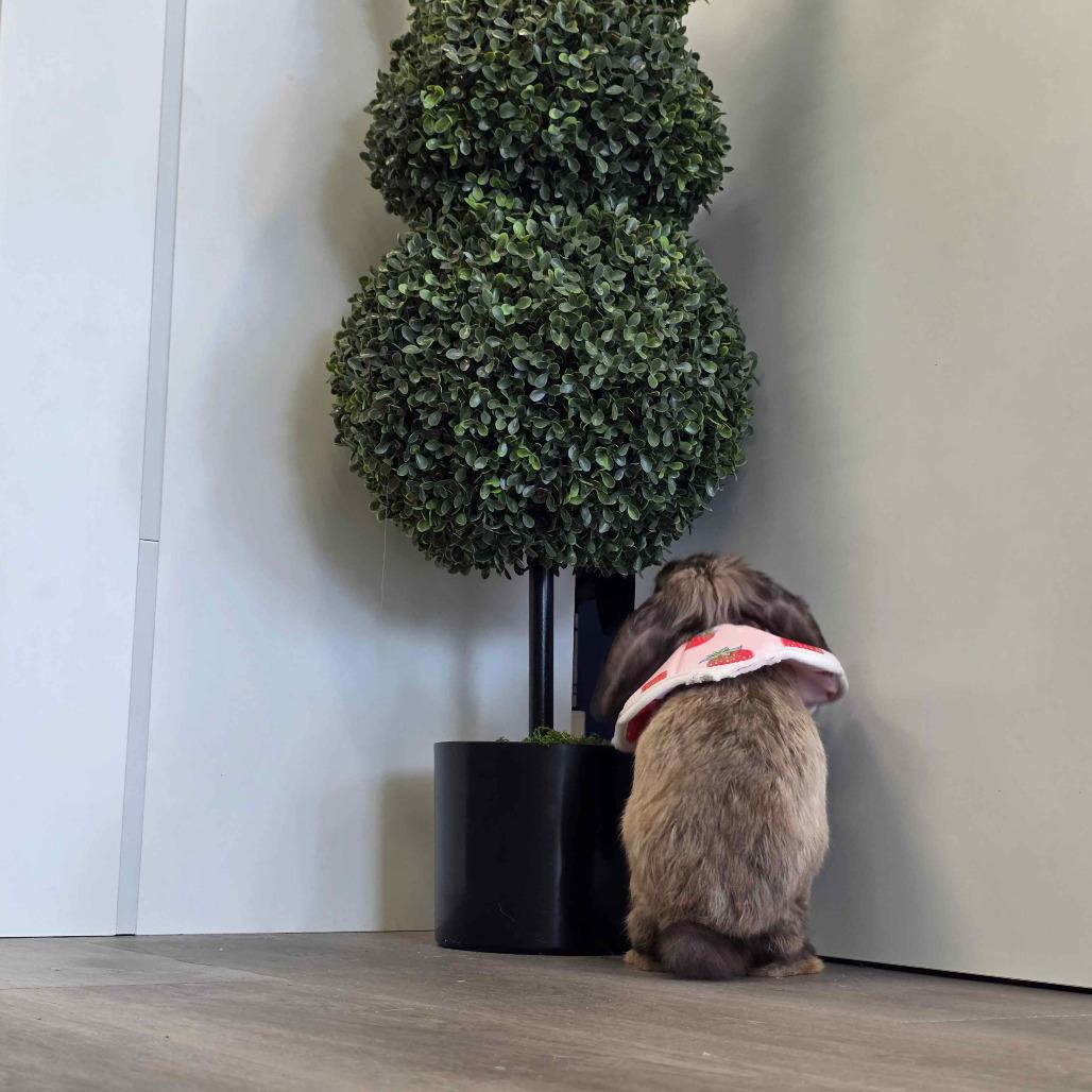 Enlarge SamWise, a Adoptable Holland Lop in The Woodlands, TX image 2/5