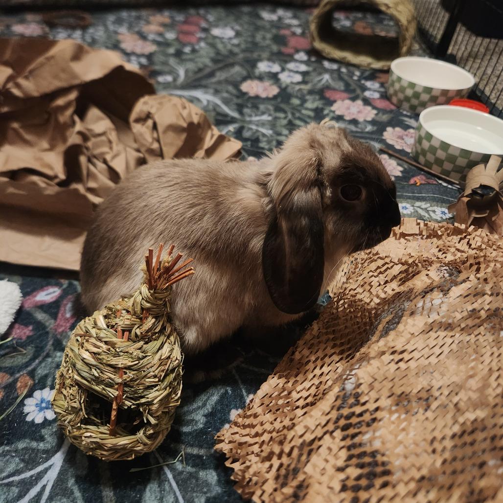 Enlarge SamWise, a Adoptable Holland Lop in The Woodlands, TX image 3/5