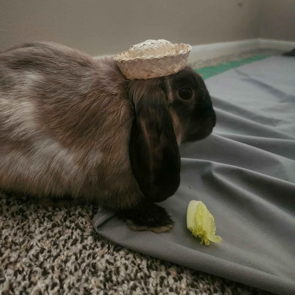 Enlarge SamWise, a Adoptable Holland Lop in The Woodlands, TX image 4/5