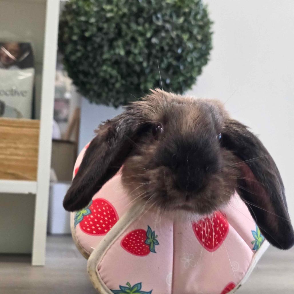 Enlarge SamWise, a Adoptable Holland Lop in The Woodlands, TX image 5/5