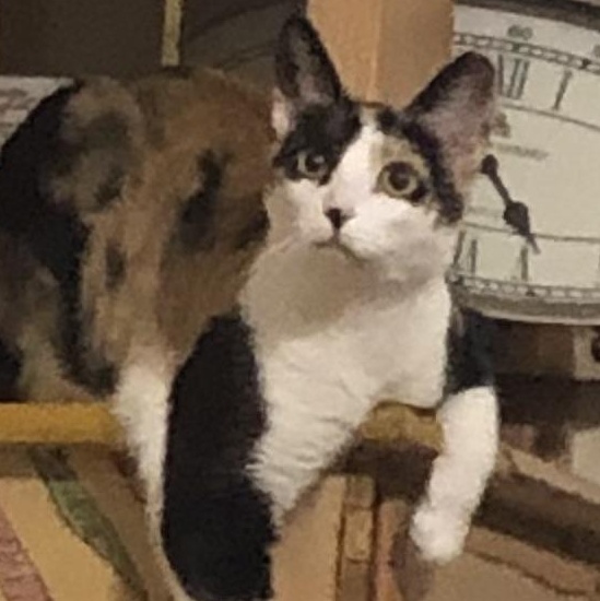 Enlarge Kathy, a Adoptable Domestic Short Hair in Lancaster, CA image 1/1