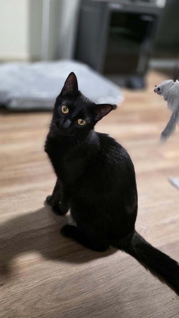 Maire IL, Adoptable, Young Female Domestic Medium Hair.