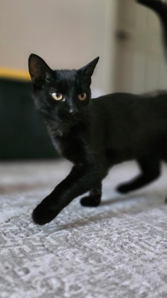 Enlarge Maire IL, a Adoptable mixed breed in Fort Lupton, CO image 5/6