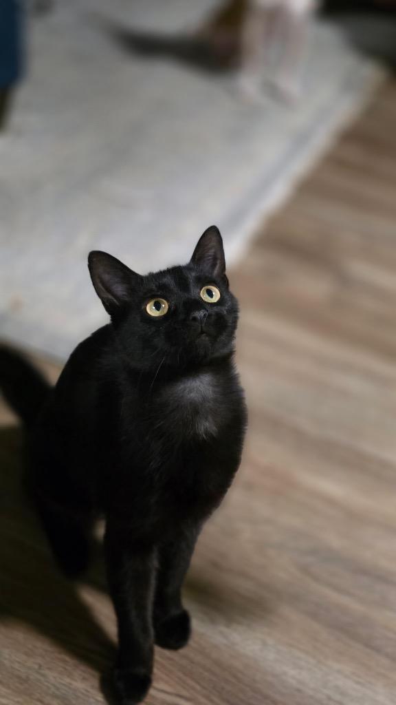 Enlarge Maire IL, a Adoptable mixed breed in Fort Lupton, CO image 6/6