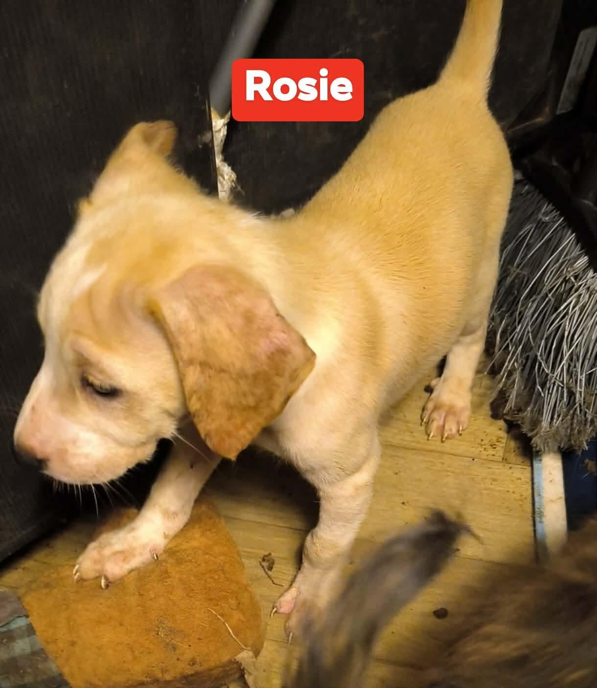 Enlarge Rose, a ADOPTABLE mixed breed in Beeville, TX image 1/2