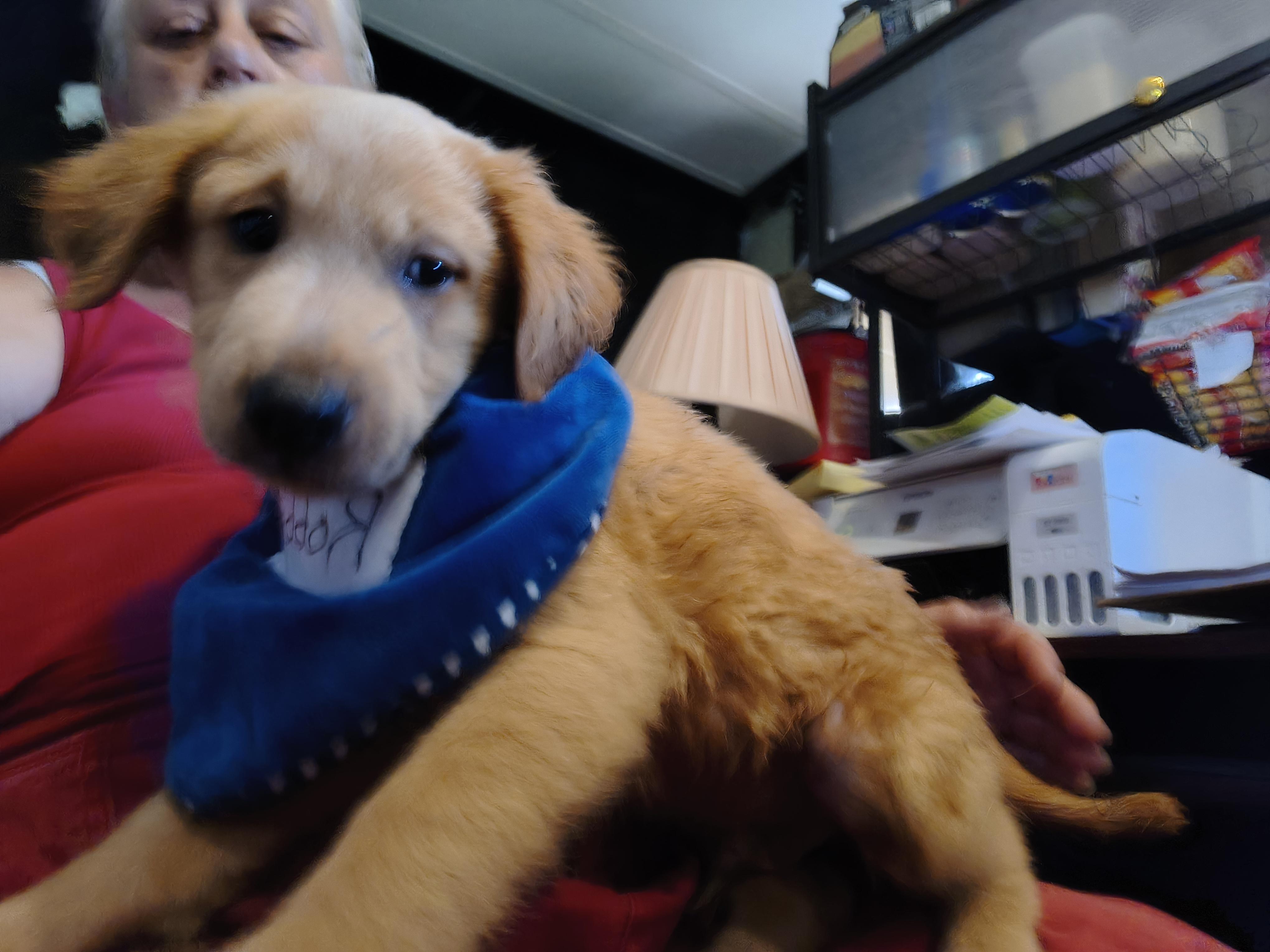Enlarge Rose, a ADOPTABLE mixed breed in Beeville, TX image 2/2