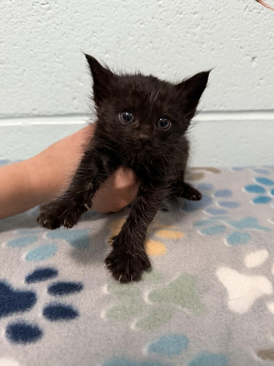 Barbara, adopted, Young Female Domestic Short Hair.
